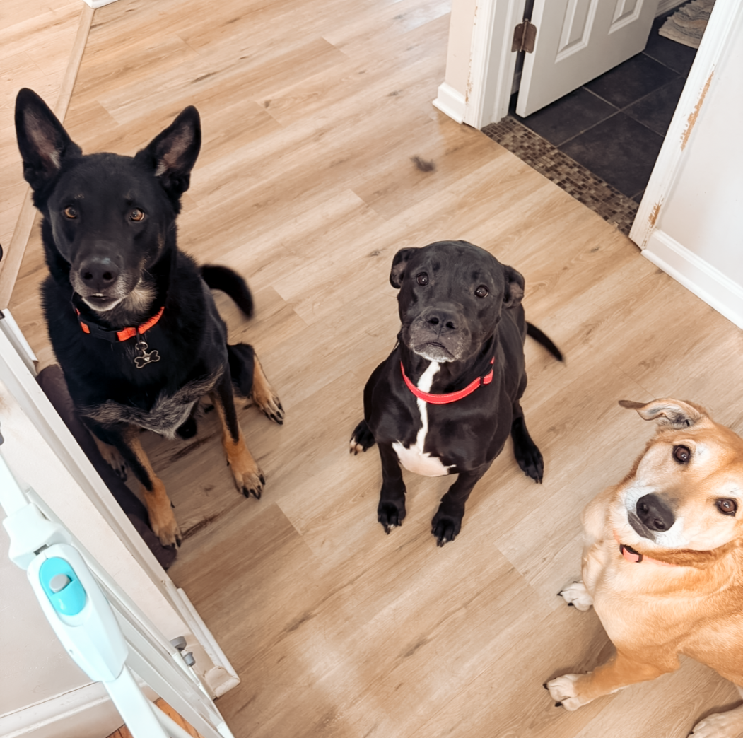 Pets receiving personalized in-home pet sitting